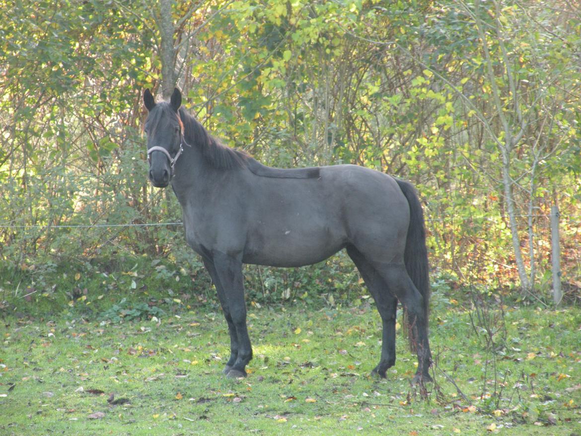 Pinto Kilgast's Nobell billede 2