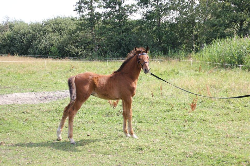 Dansk Varmblod Don Ron'Laccoy billede 9