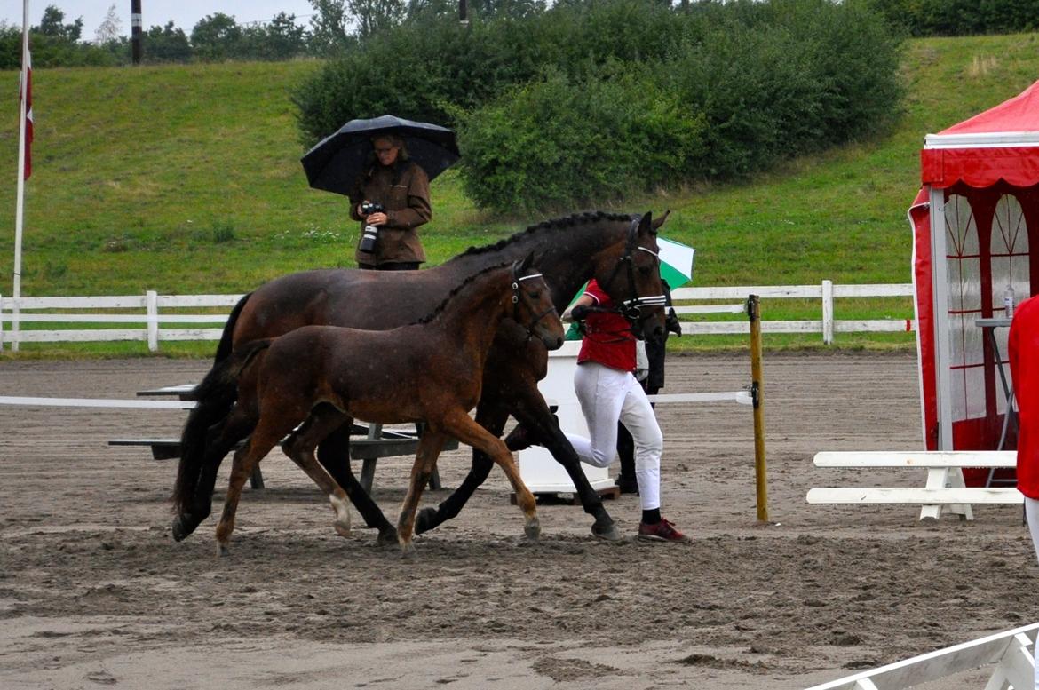 Dansk Varmblod Don Ron'Laccoy - DV-følskue, Horse Festival, 2014 billede 1