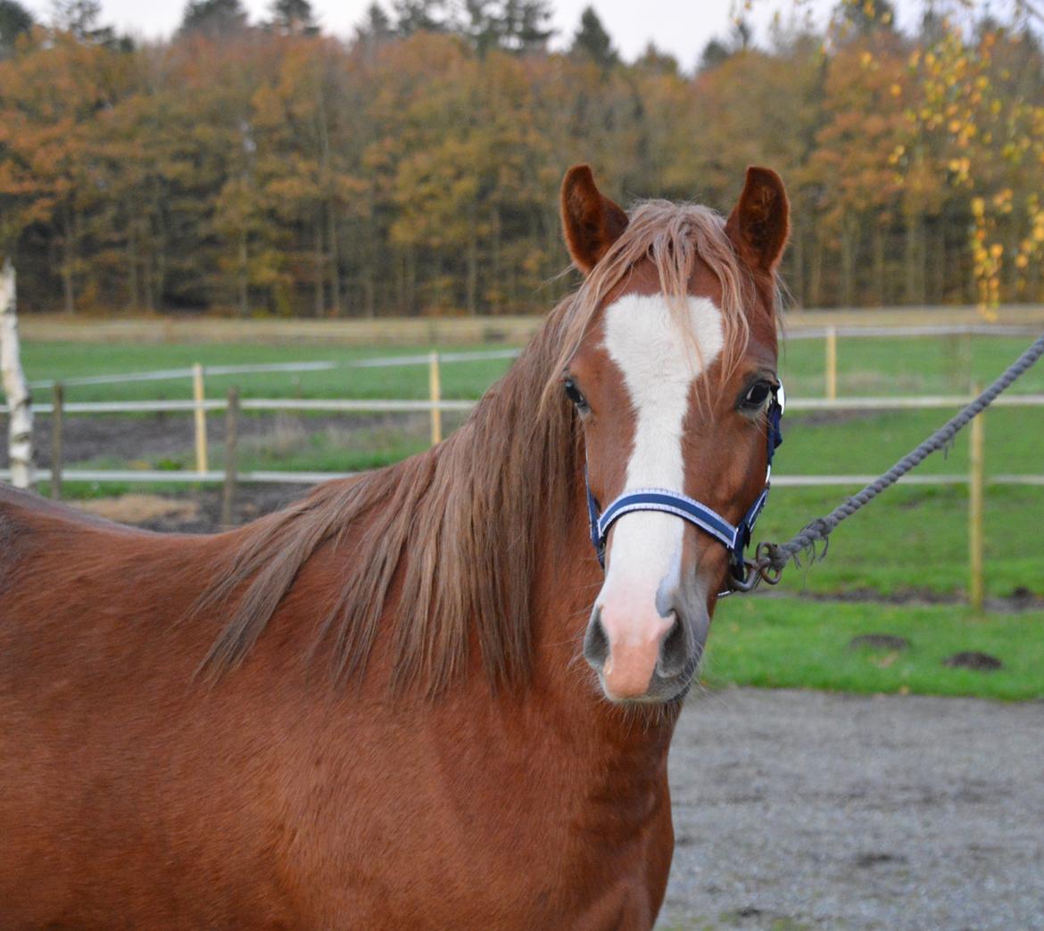 Welsh Pony (sec B) Bjerregårds Matiné billede 9