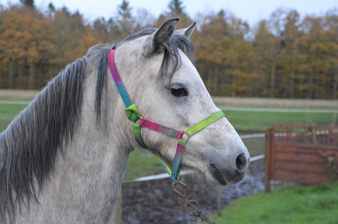 Welsh Pony (sec B) Bjerregårds May Flower billede 9