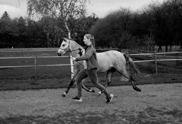 Welsh Pony (sec B) Bjerregårds May Flower billede 1
