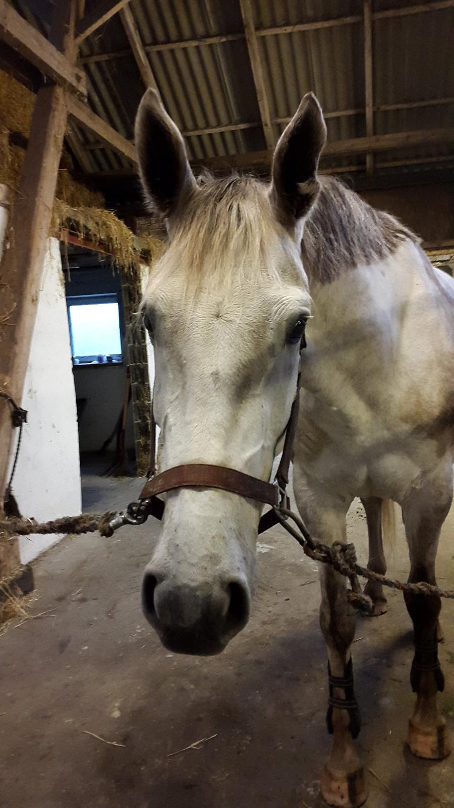 Anden særlig race Whitney - Hygge på staldgangen med bette Whitney! :D billede 15