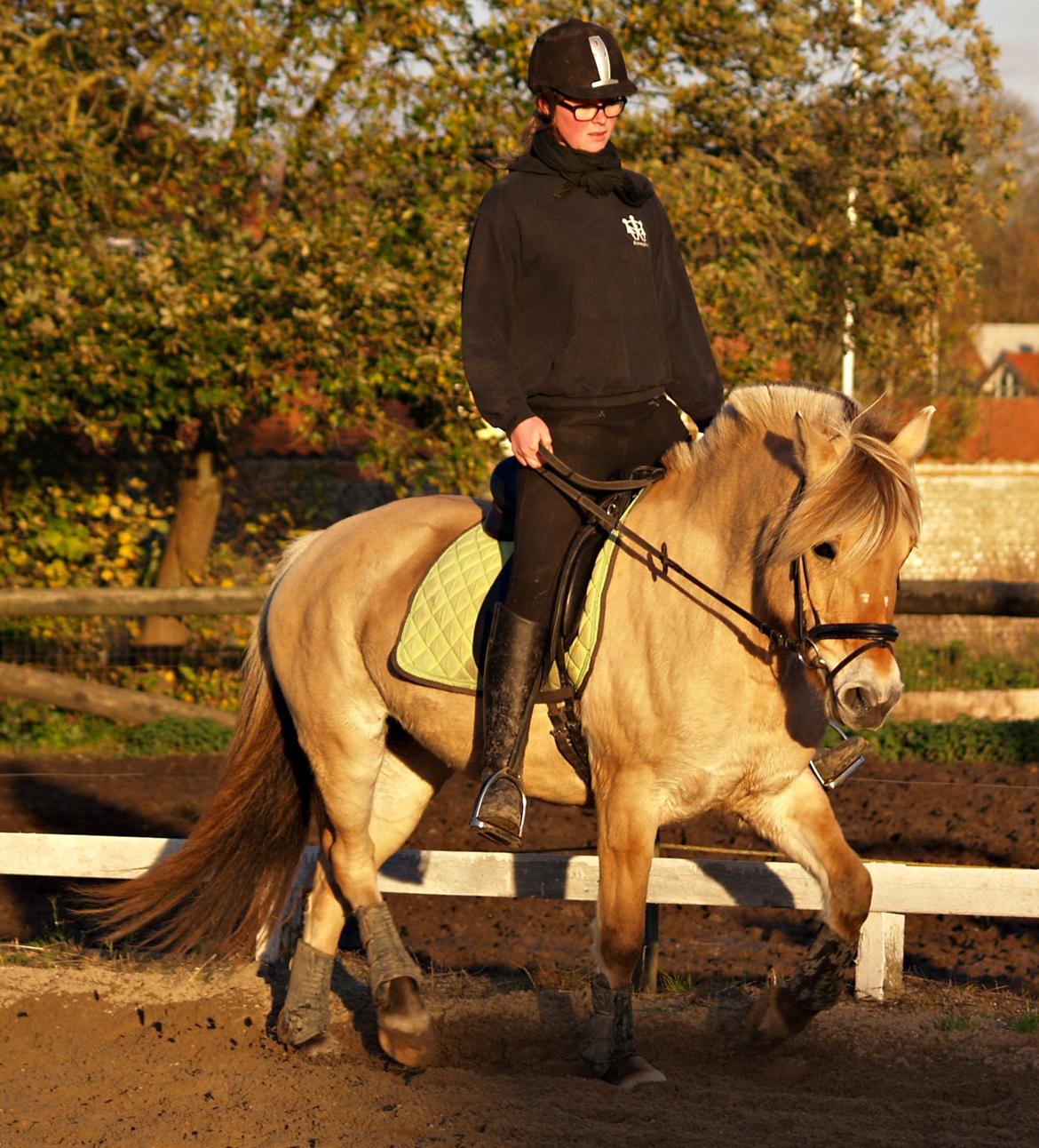 Fjordhest Isabella billede 5