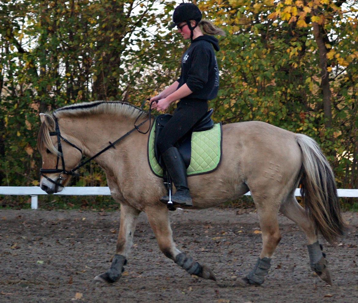 Fjordhest Isabella billede 7