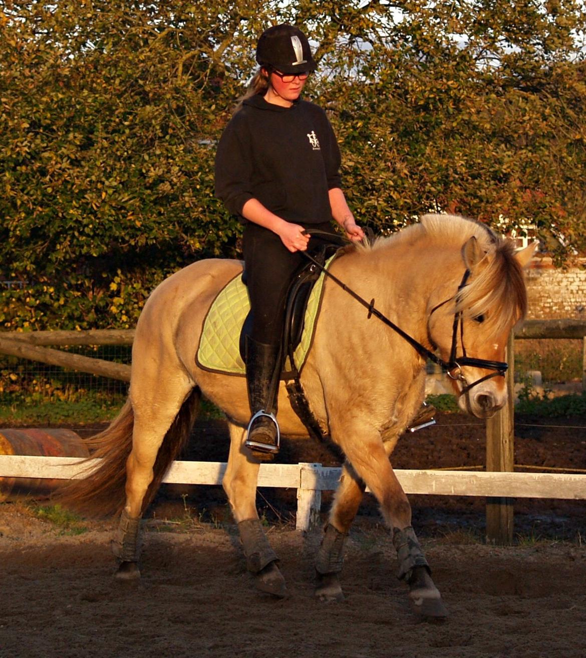 Fjordhest Isabella billede 8