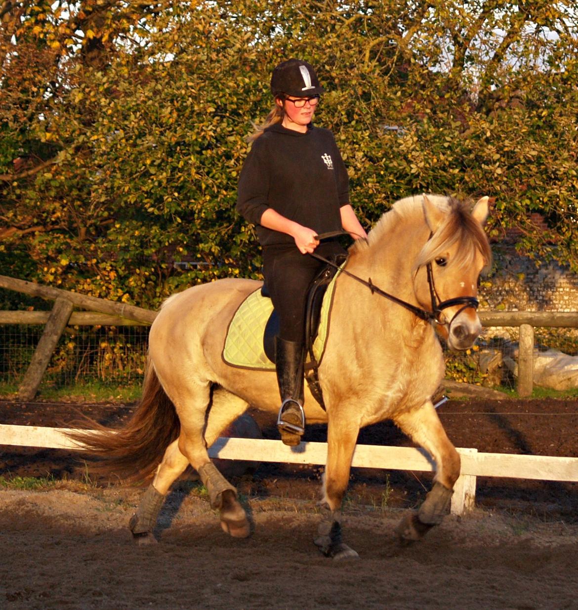 Fjordhest Isabella billede 10