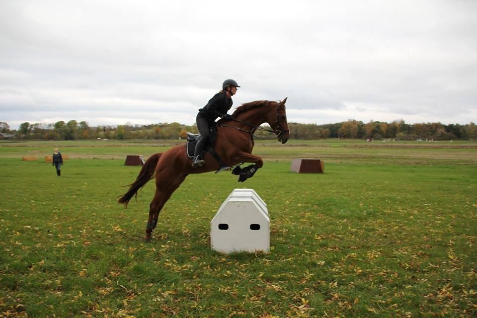 Dansk Varmblod Fiona - Terræntræning på Søborggård oktober 2014 billede 4