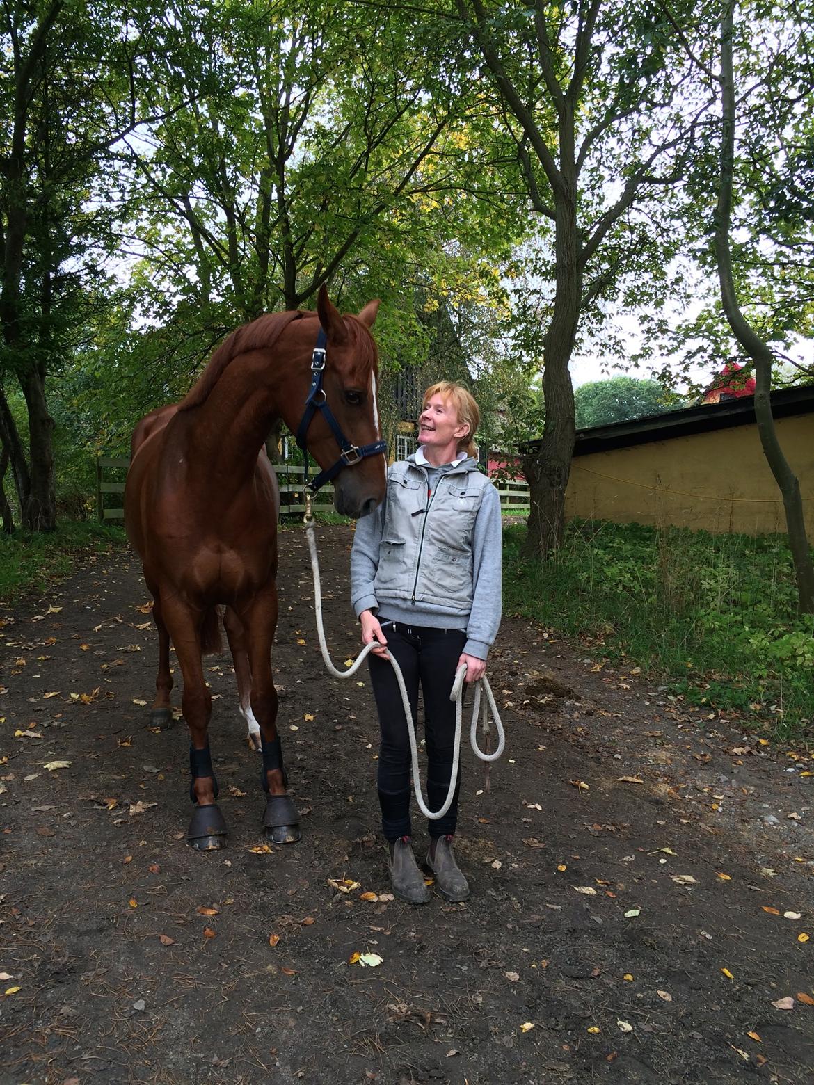 Dansk Varmblod Fiona - LIge ankommet til Donse Hovedgård efter at have købt Fiona billede 5
