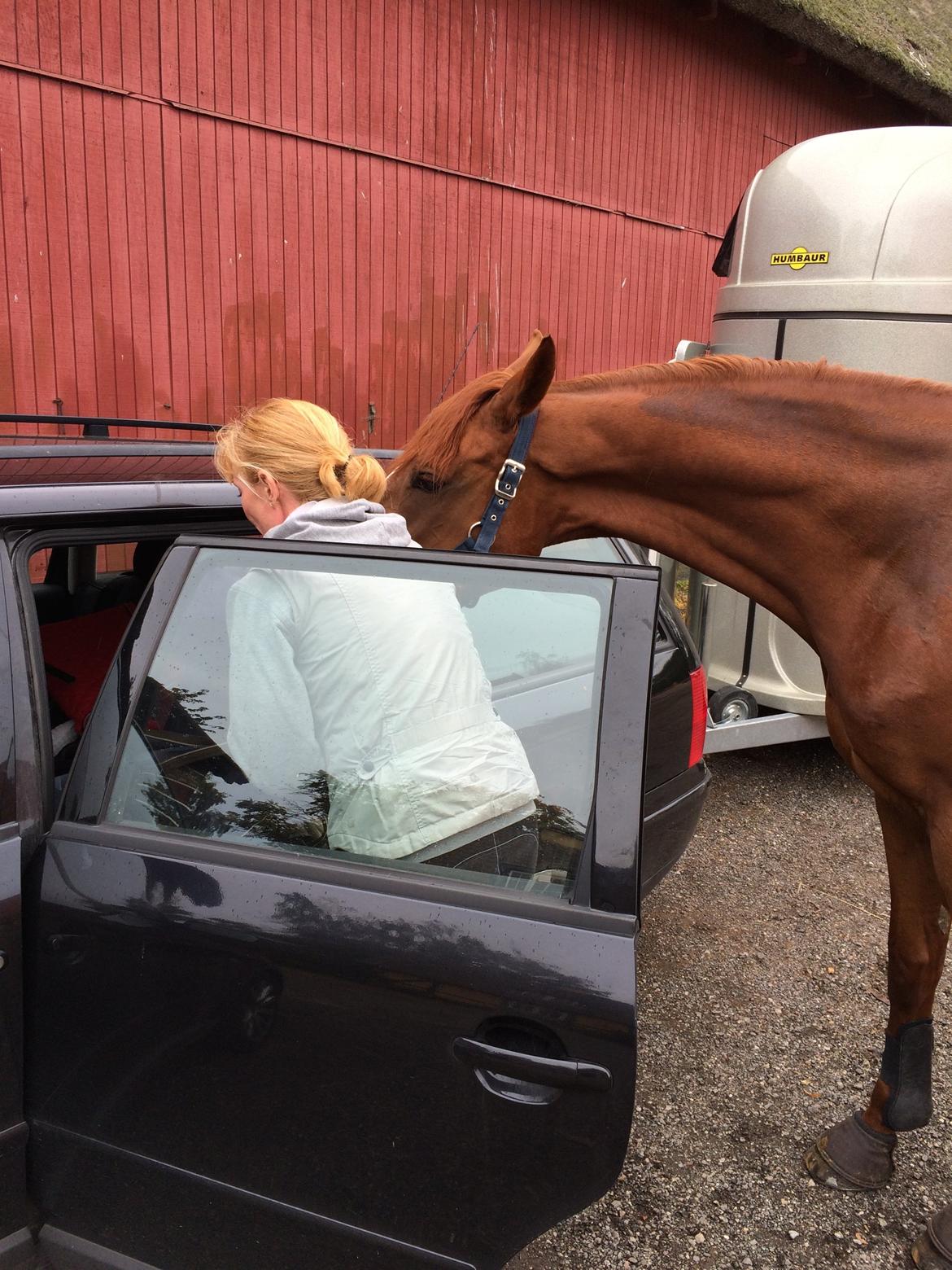 Dansk Varmblod Fiona billede 7