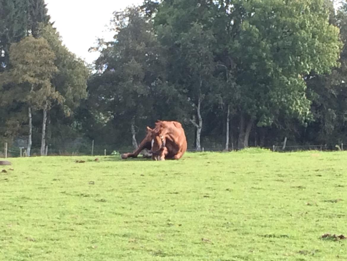 Dansk Varmblod Fiona billede 10