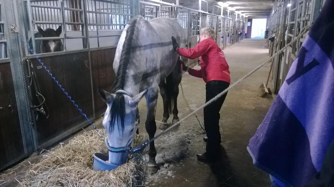 Dansk Varmblod Lotus Esprit W *SOLGT* - Så blev Tussen jagtklippet, tog han i stiv hov <3 billede 34