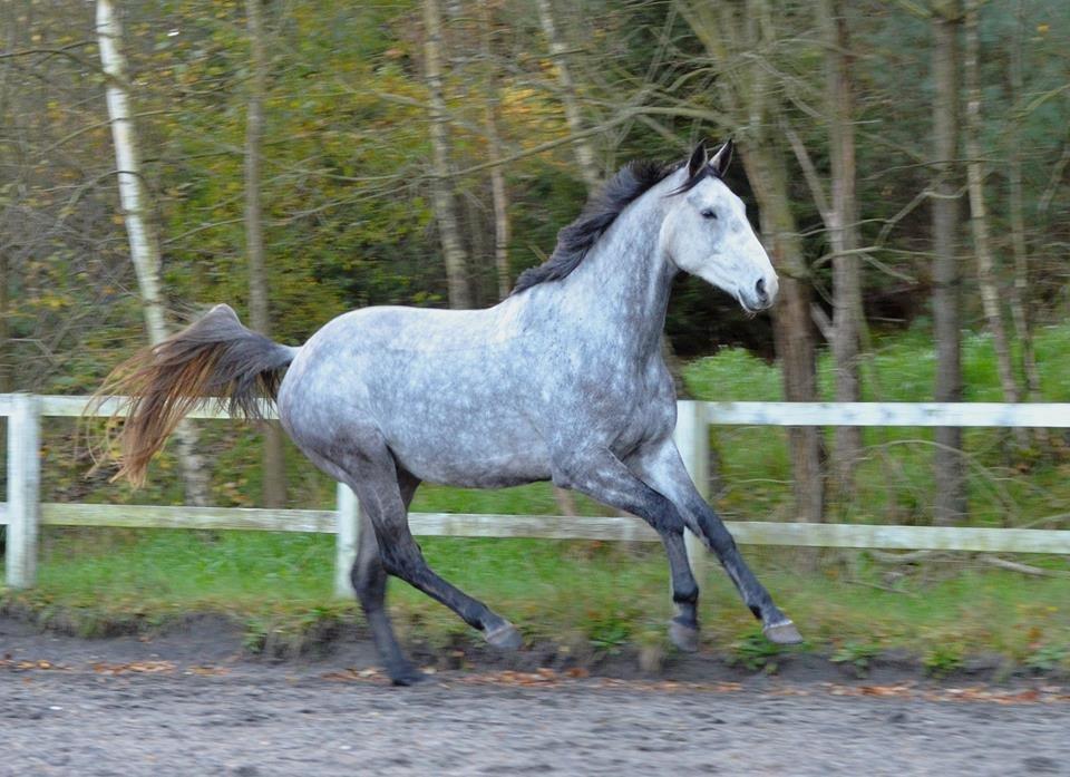 Dansk Varmblod Lotus Esprit W *SOLGT* billede 32