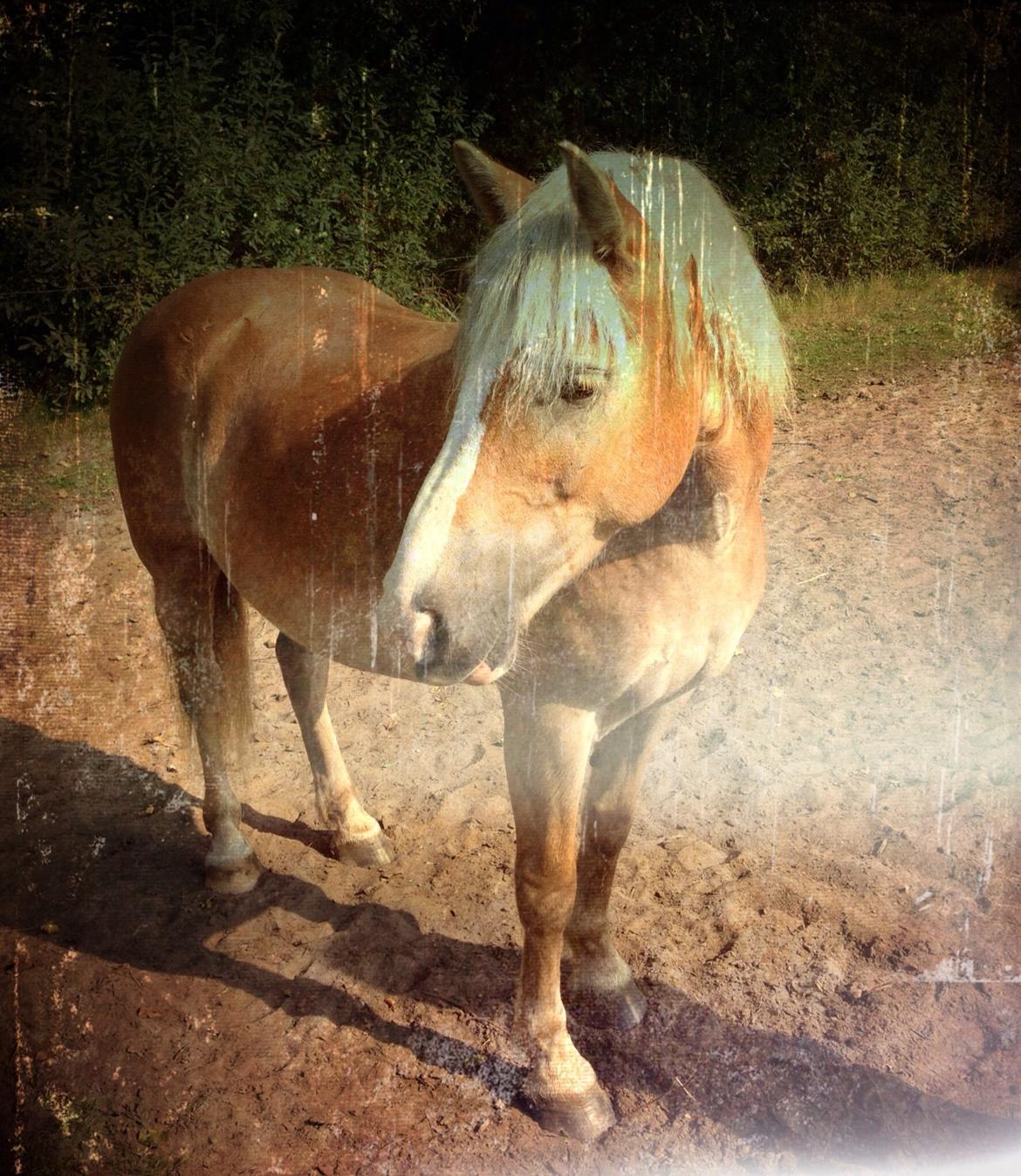 Tyroler Haflinger Bamse billede 6