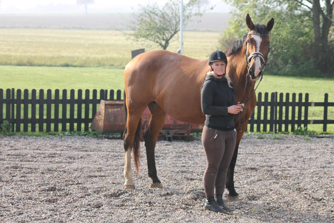 Dansk Varmblod Staugaard's Fabienne billede 5