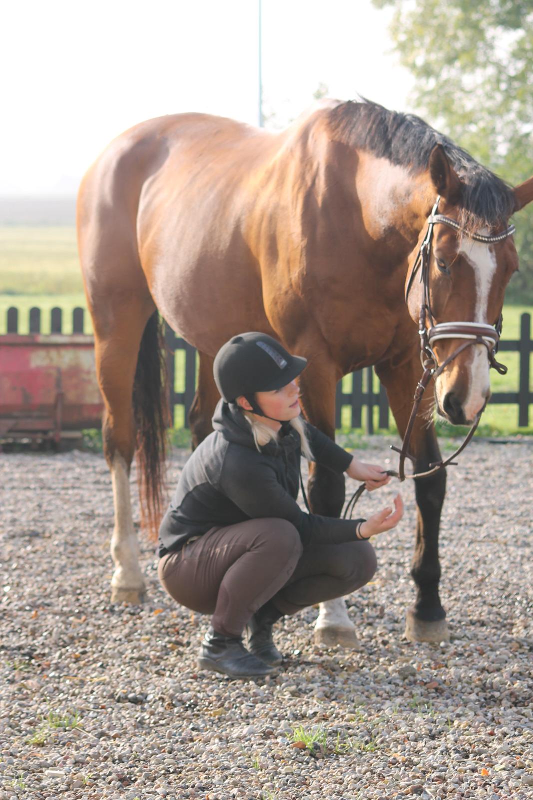 Dansk Varmblod Staugaard's Fabienne billede 6
