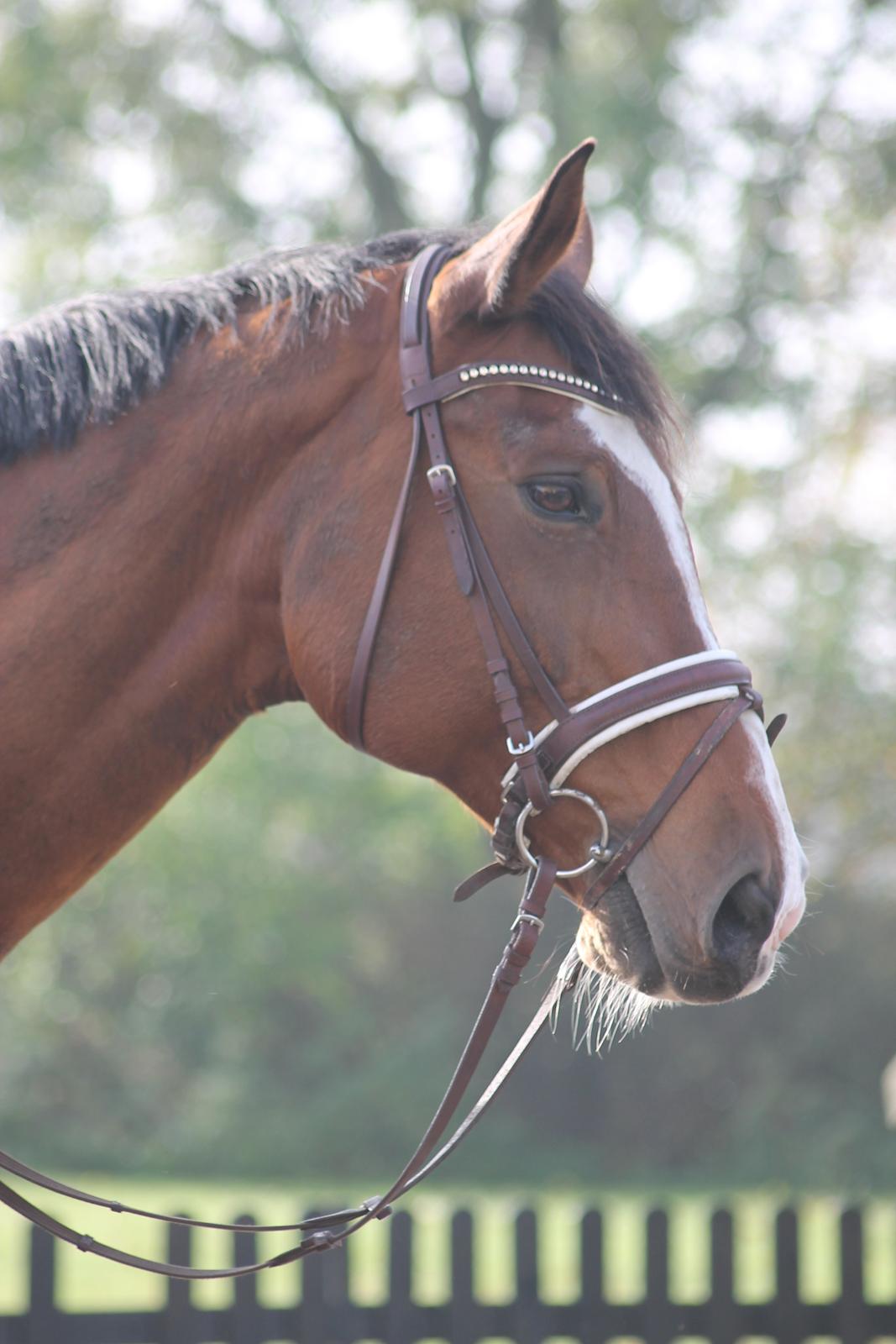 Dansk Varmblod Staugaard's Fabienne billede 7
