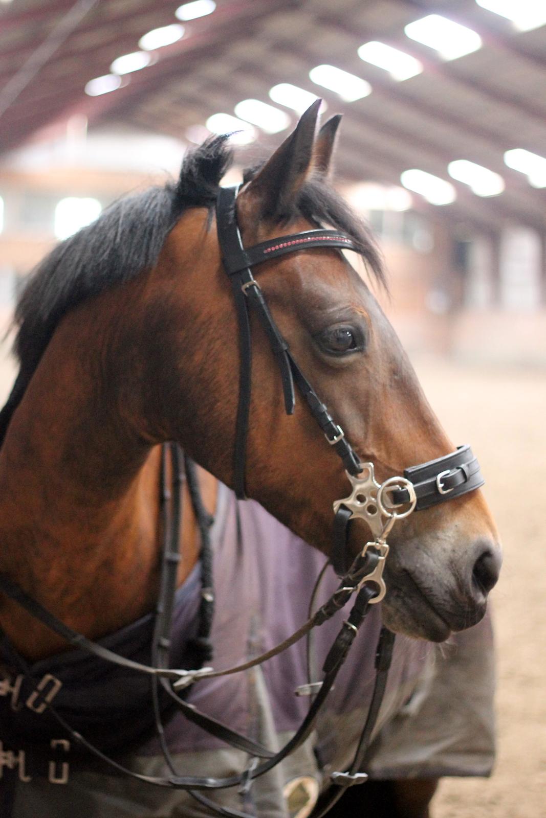 Hollandsk Sportspony Floortje - Skønne utrolig smukke pony <3 billede 1