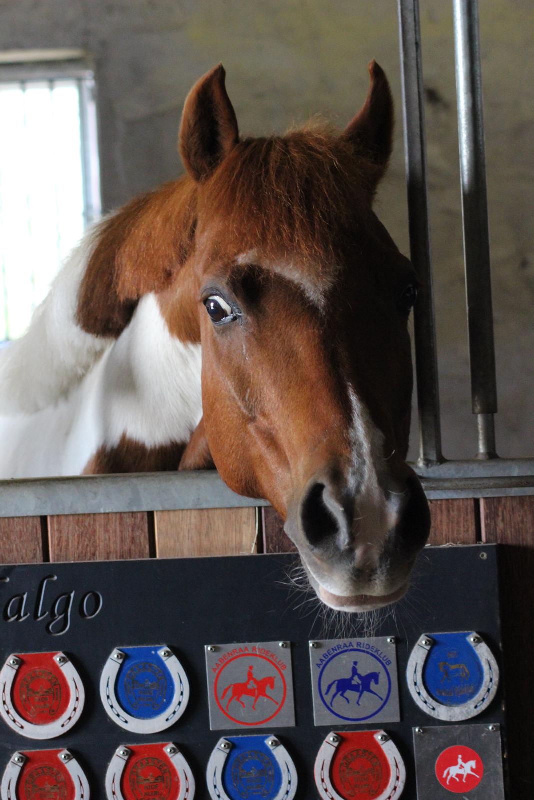 Anden særlig race Hidalgo - Lækre ponymus!<3 billede 18