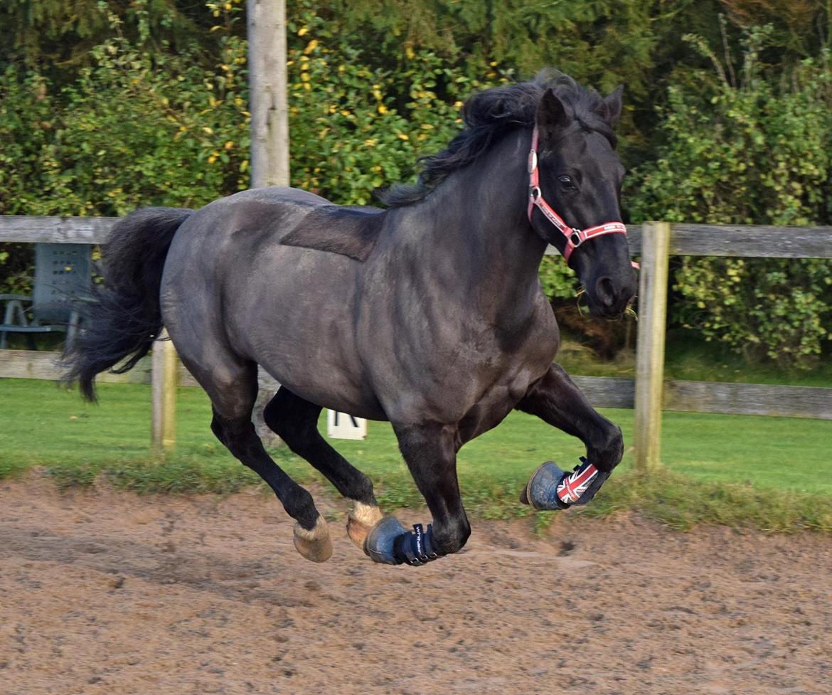 Anden særlig race Pony Gammelby <3 billede 5