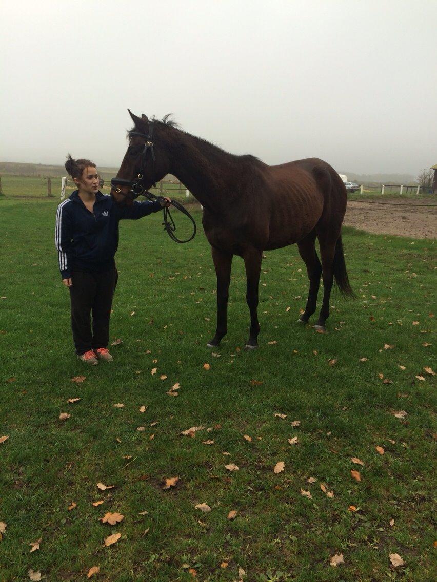 Fuldblod (XX) Ducanoc dane solgt billede 14