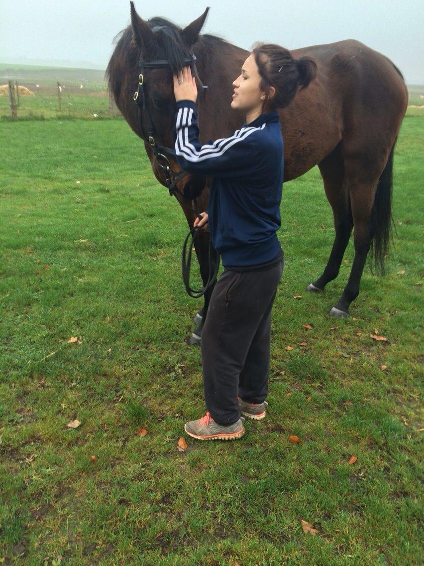 Fuldblod (XX) Ducanoc dane solgt billede 17