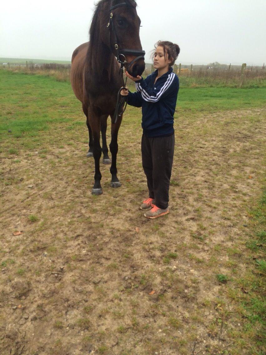 Fuldblod (XX) Ducanoc dane solgt billede 18