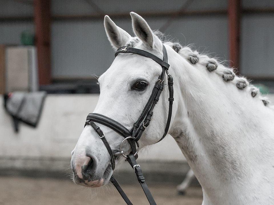 Hollandsk Sportspony V.P. Hestia - Foto: Amilla Dee billede 2