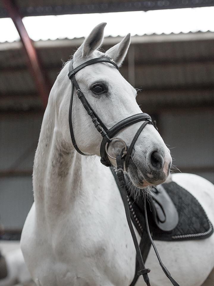 Hollandsk Sportspony V.P. Hestia - Foto: Amilla Dee billede 1