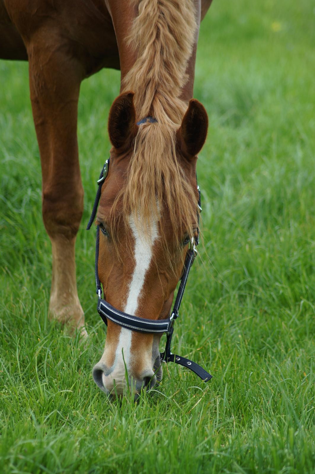 Frederiksborg Vejvads Chanel billede 2