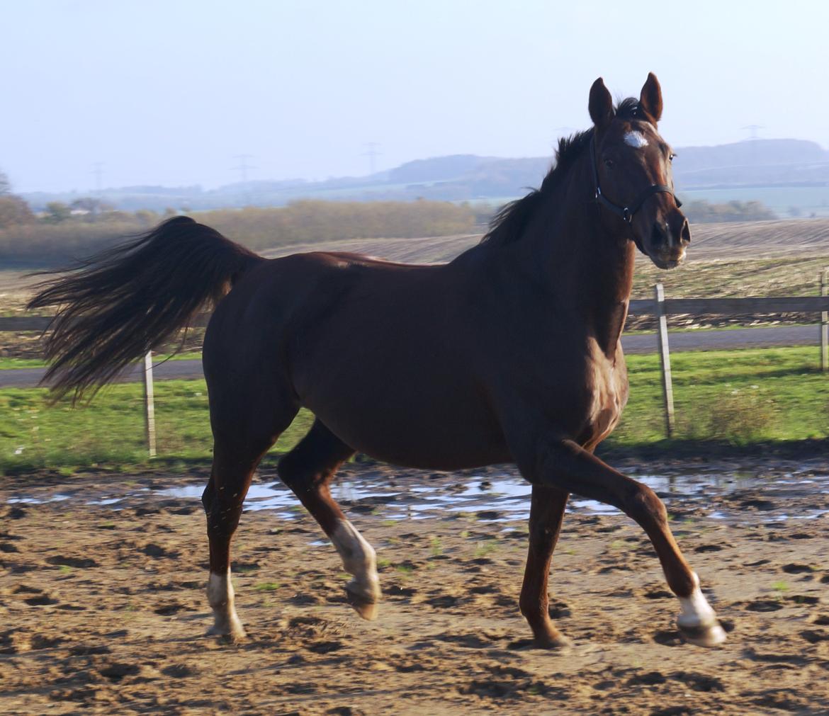 Holstener Gørklintgårds Online billede 7