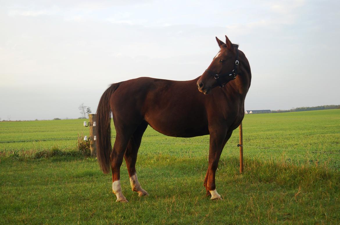 Holstener Gørklintgårds Online billede 9