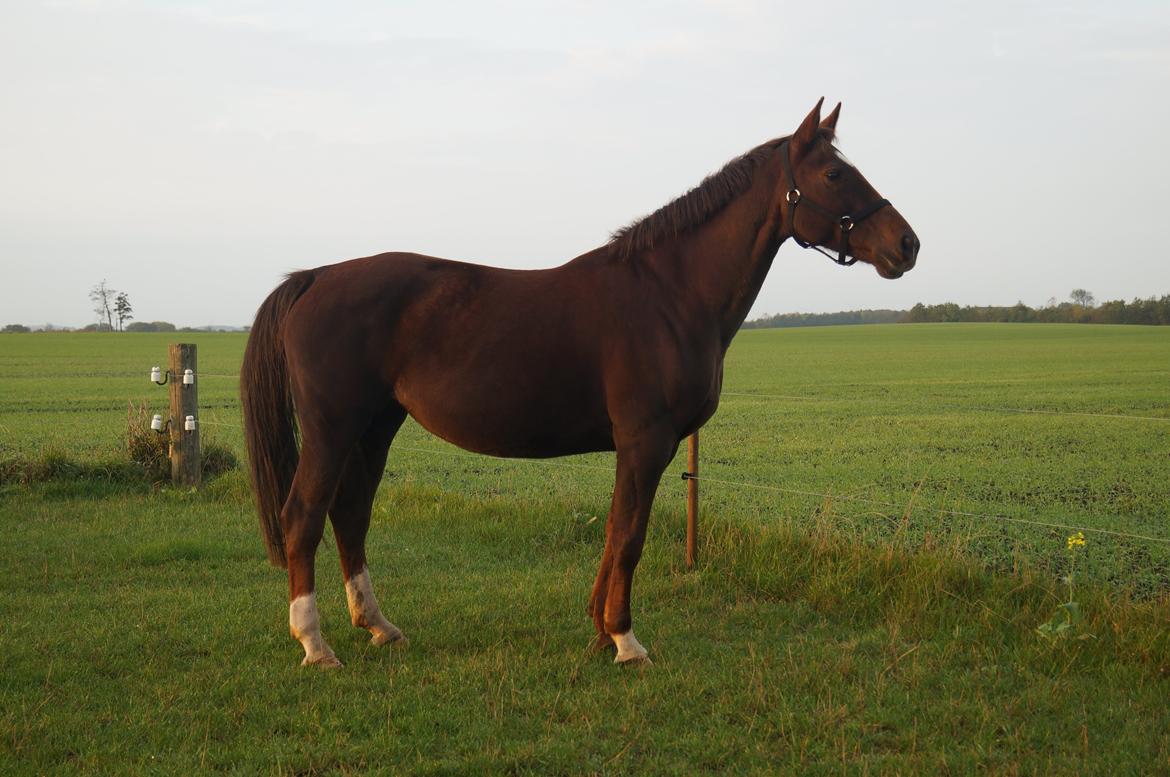 Holstener Gørklintgårds Online billede 12