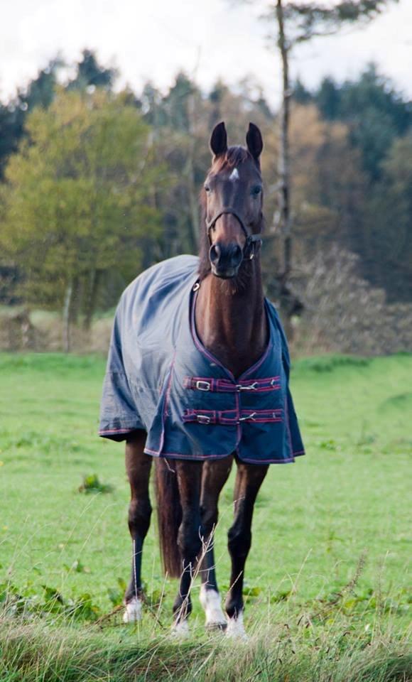 Trakehner M-speedy - Speedy på marken. Foto: Maria B billede 10