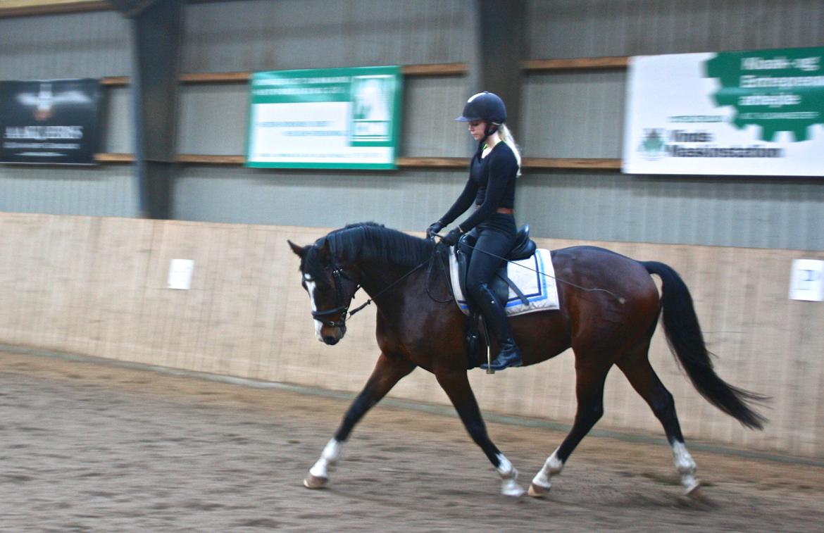 Dansk Varmblod Butler 227 - 2 november billede 1