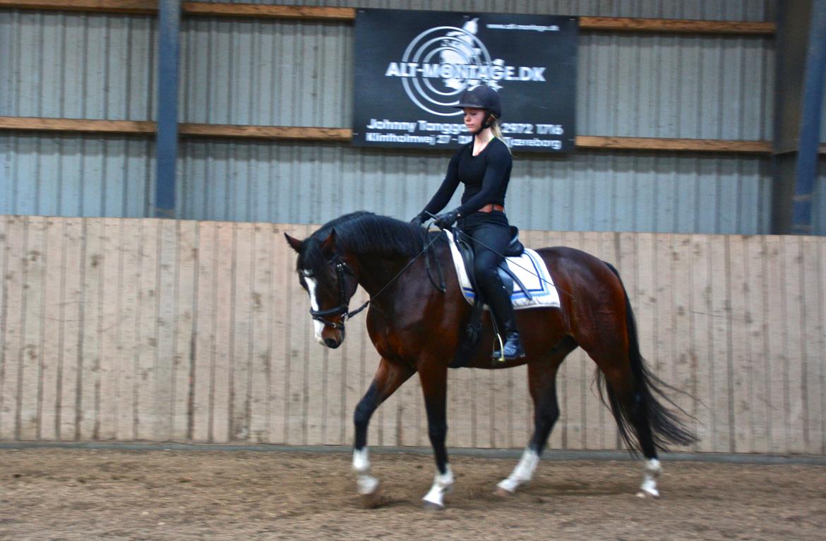 Dansk Varmblod Butler 227 - 2. november billede 2