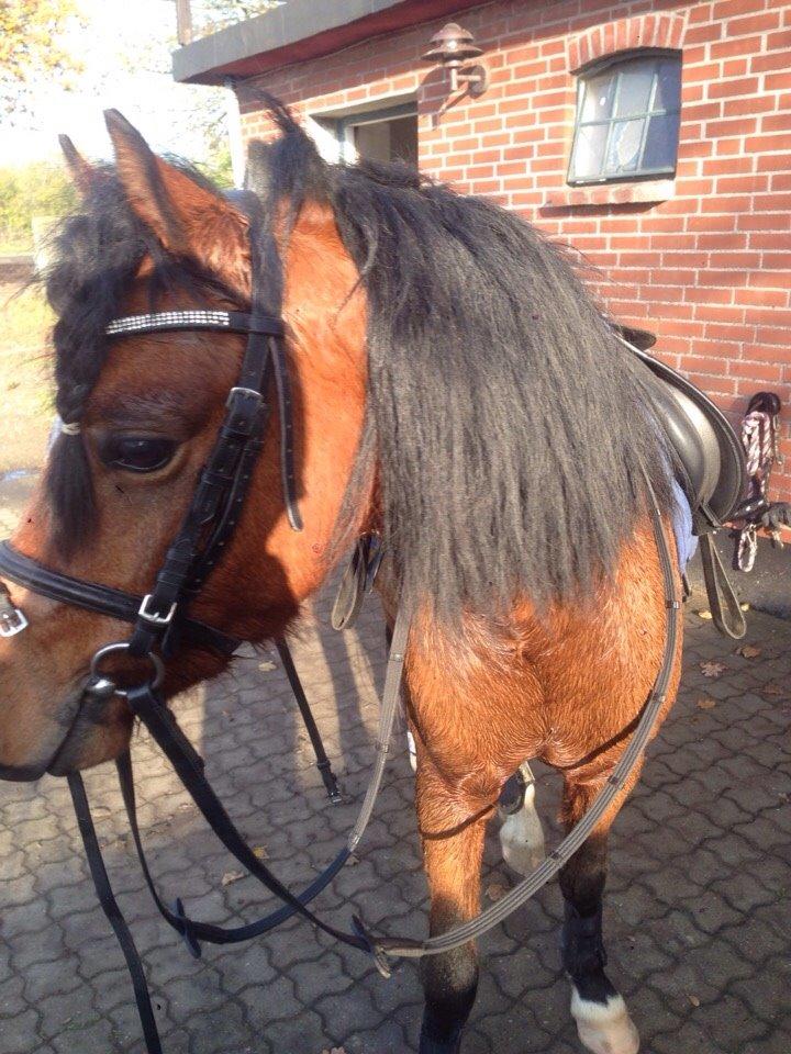 Welsh Pony (sec B) Milo billede 11