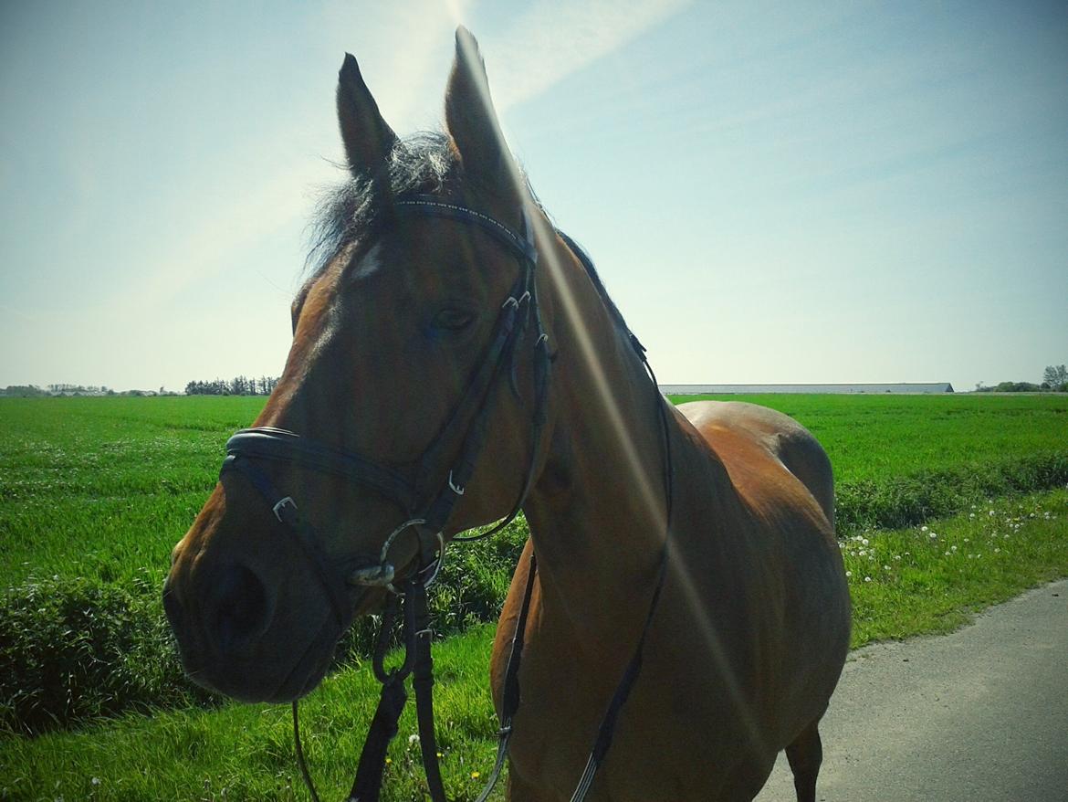 Anden særlig race La Cour (Deutsches Reitpferd/Hessisches Warmblut) - På gåtur i foråret 20141 <3 billede 19