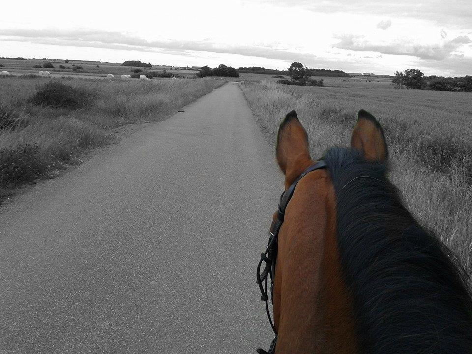 Anden særlig race La Cour (Deutsches Reitpferd/Hessisches Warmblut) - En af de sidste gang jeg var oppe på denne smukke og fanastiske hest! Juni 2014 <3 billede 20