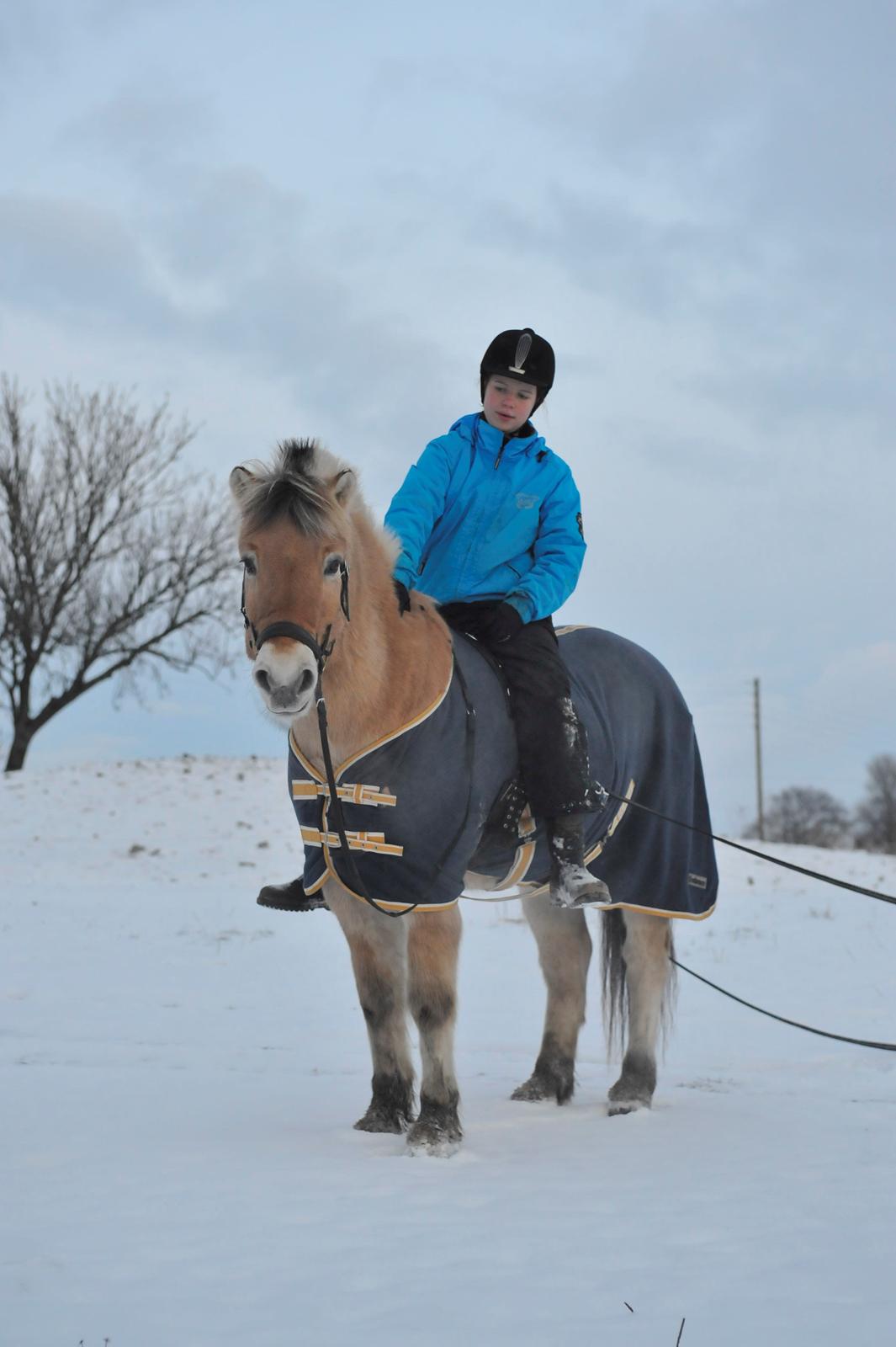 Fjordhest Bodyguard (GULE) billede 18