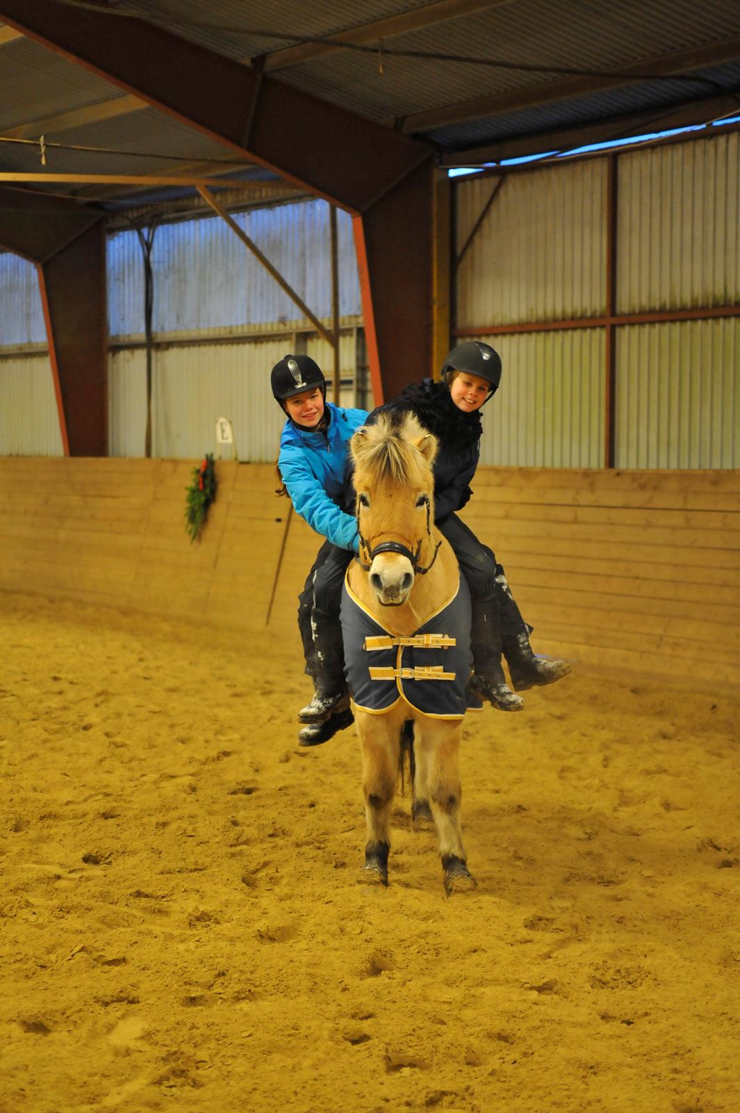 Fjordhest Bodyguard (GULE) billede 2