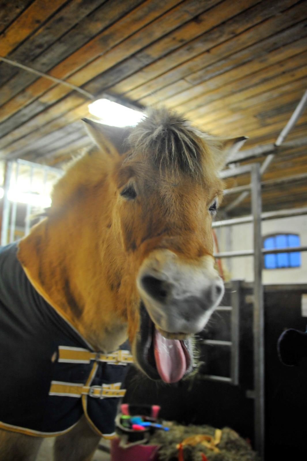 Fjordhest Bodyguard (GULE) billede 4