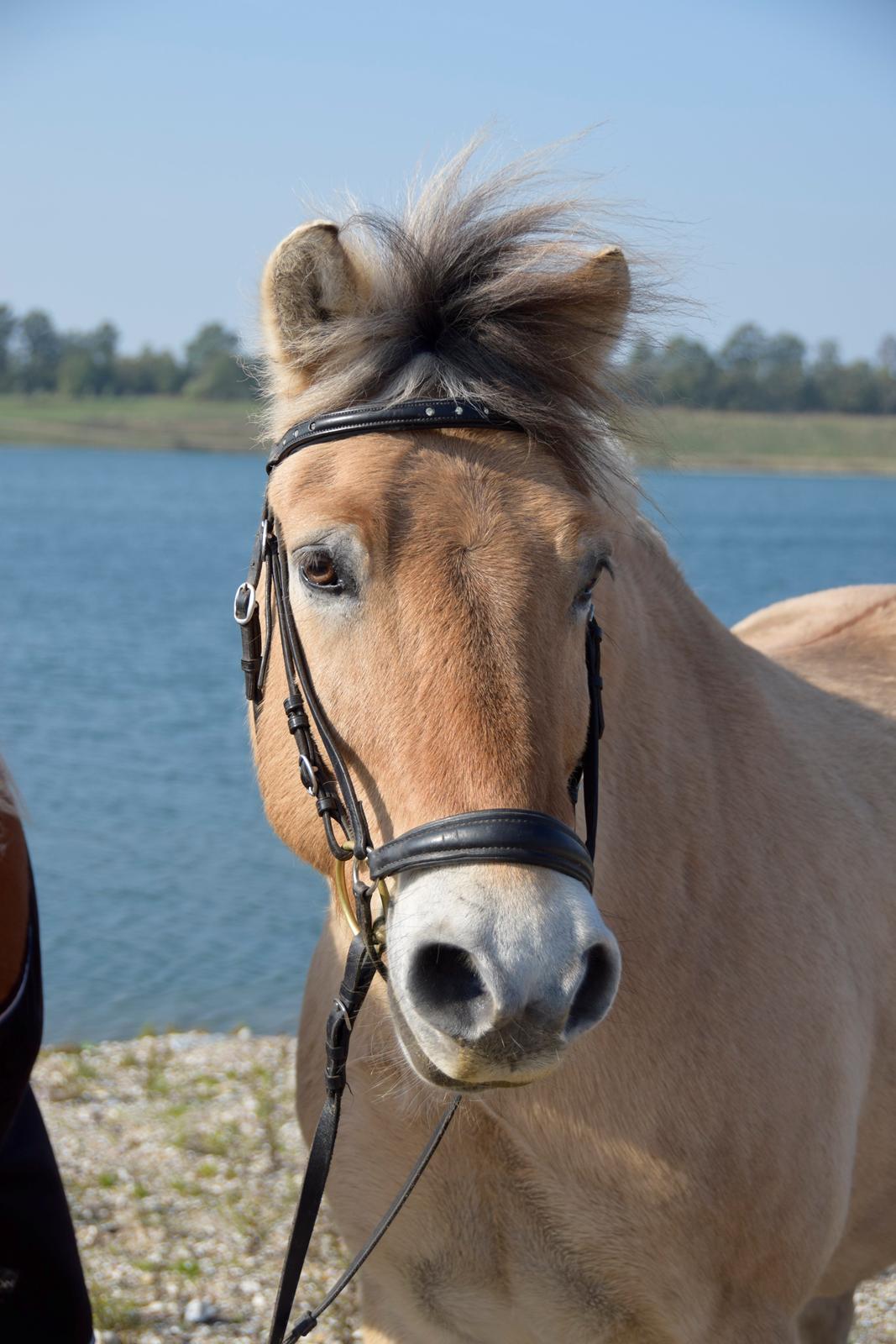 Fjordhest Bodyguard (GULE) billede 1