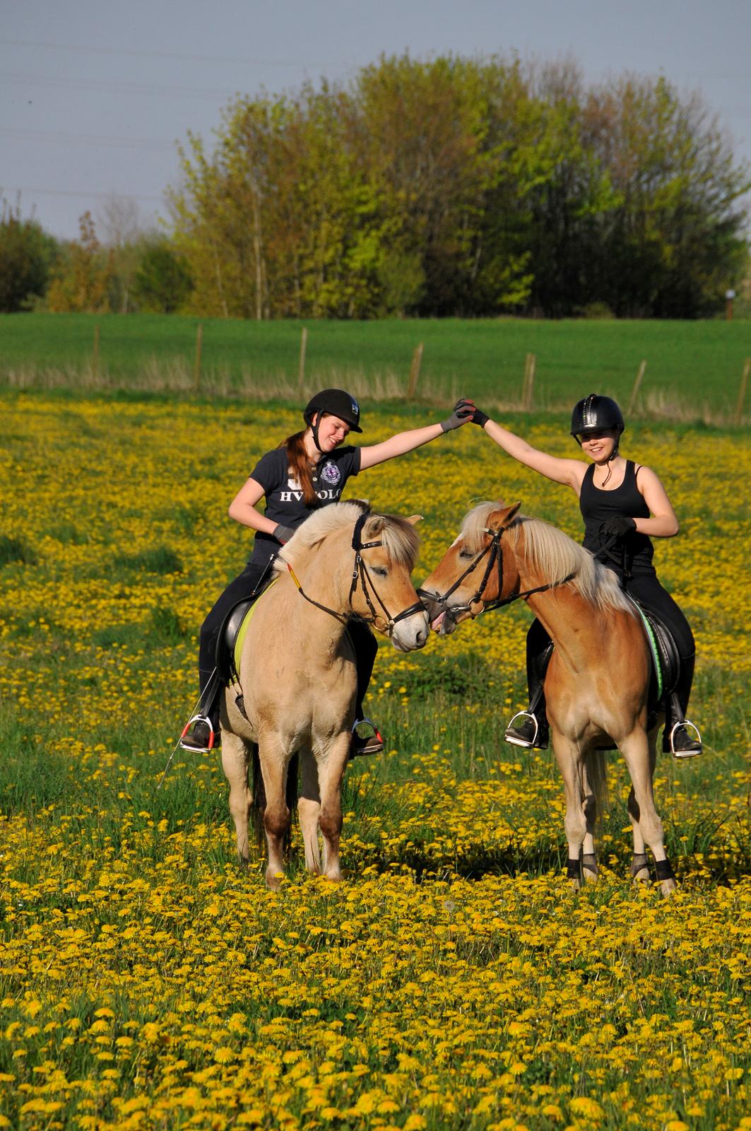 Fjordhest Bodyguard (GULE) billede 5