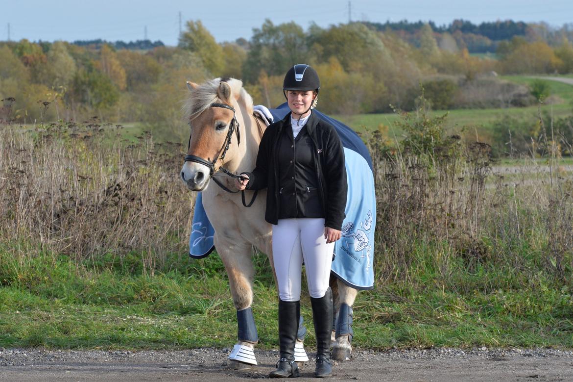 Fjordhest Bodyguard (GULE) billede 3