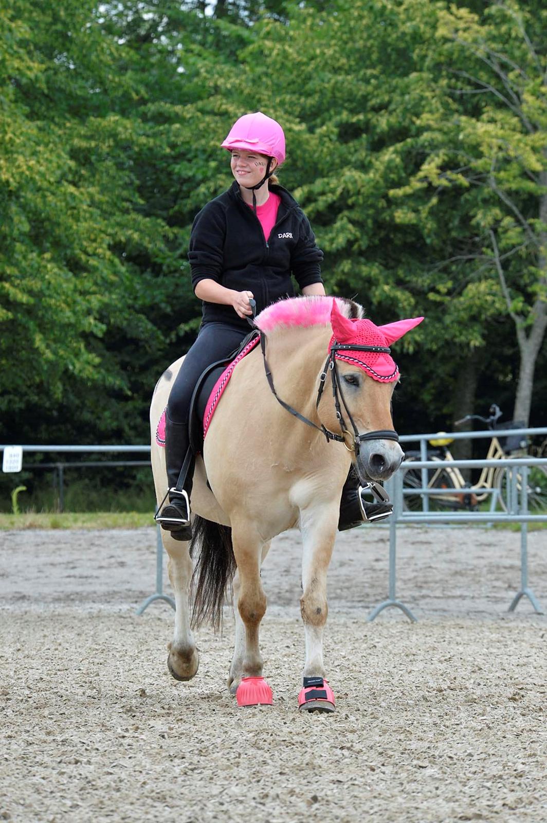 Fjordhest Bodyguard (GULE) billede 7