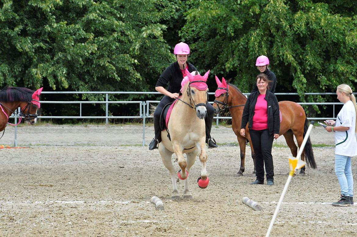 Fjordhest Bodyguard (GULE) billede 12