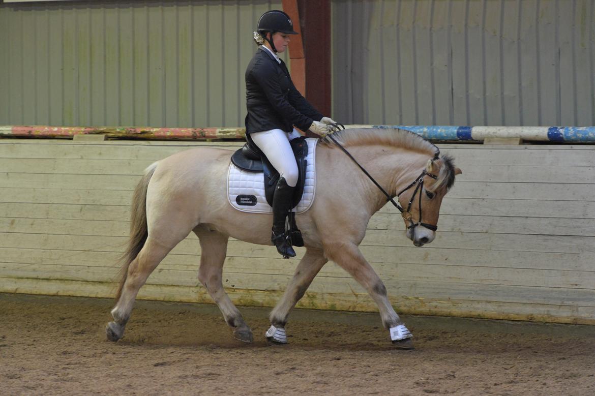 Fjordhest Bodyguard (GULE) billede 10