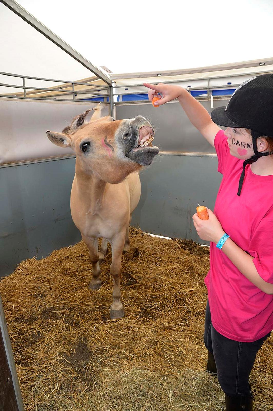 Fjordhest Bodyguard (GULE) billede 14