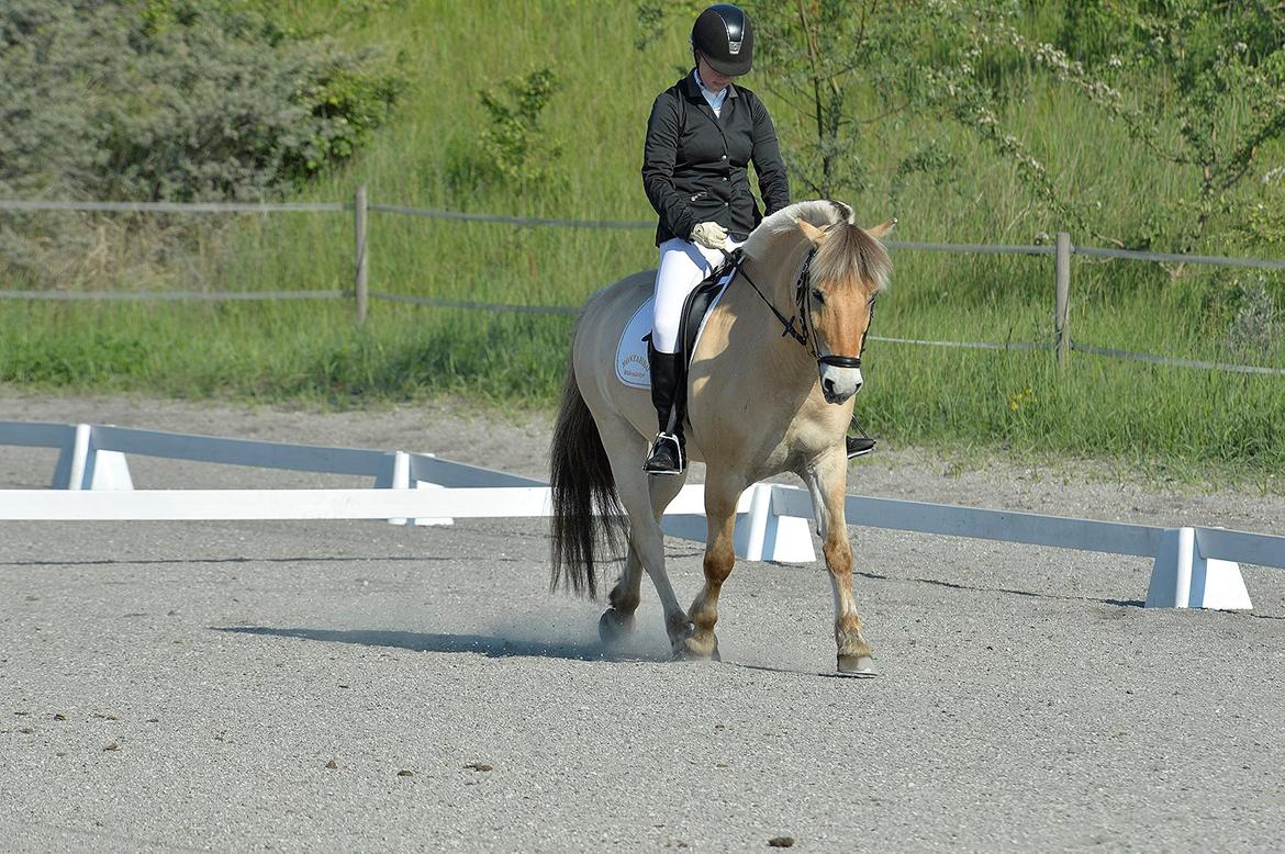 Fjordhest Bodyguard (GULE) billede 15